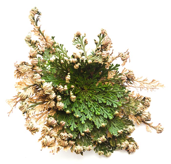 Resurrection Plant